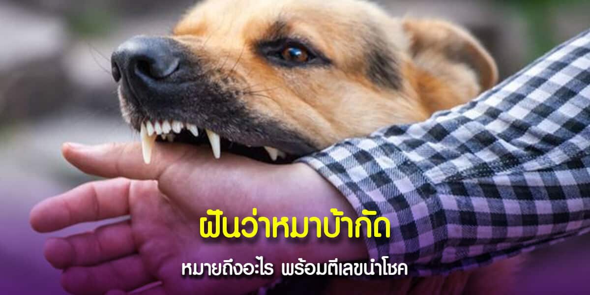 ฝันว่าหมาบ้ากัดมือขวา มือซ้าย หรือขา