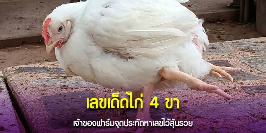 เลขเด็ดไก่ 4 ขา