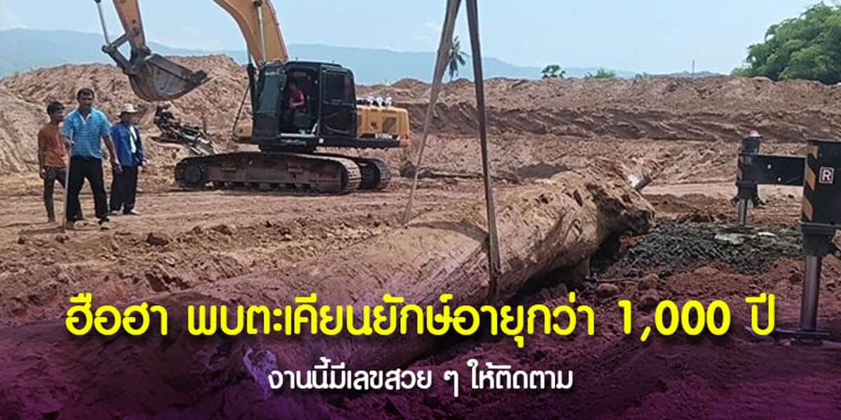 พบตะเคียนยักษ์อายุกว่า 1000 ปี